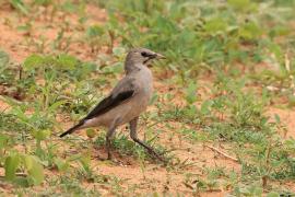 Szpak ozdobny - Creatophora cinerea - Wattled Starling
