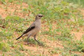 Szpak ozdobny - Creatophora cinerea - Wattled Starling