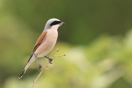Dzierzba gąsiorek - Lanius collurio - Red-backed Shrike
