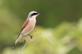 Dzierzba gąsiorek - Lanius collurio - Red-backed Shrike