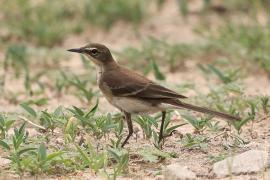 Pliszka obrożna - Motacilla capensis - Cape Wagtail