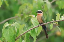 Żołna białoczelna - Merops bullockoides - White-fronted Bee-eater