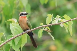 Żołna białoczelna - Merops bullockoides - White-fronted Bee-eater