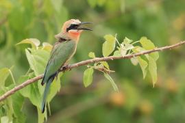 Żołna białoczelna - Merops bullockoides - White-fronted Bee-eater
