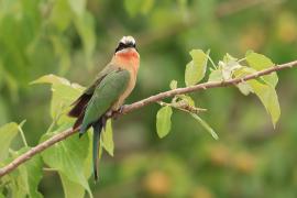 Żołna białoczelna - Merops bullockoides - White-fronted Bee-eater