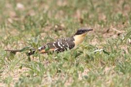 Kukułka czubata - Clamator glandarius - Great Spotted Cuckoo