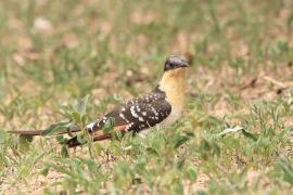 Kukułka czubata - Clamator glandarius - Great Spotted Cuckoo