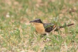 Kukułka czubata - Clamator glandarius - Great Spotted Cuckoo