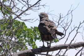 Gadożer brunatny - Circaetus cinereus - Brown Snake Eagle