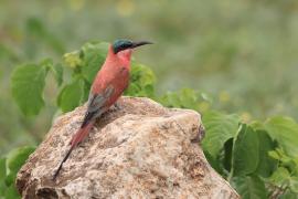 Żołna karminowa - Merops nubicoides - Southern Carmine Bee-eater