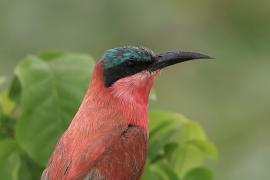 Żołna karminowa - Merops nubicoides - Southern Carmine Bee-eater