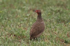 Szponiastonóg brunatny - Pternistis swainsonii - Swainson's Francolin