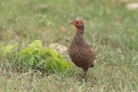 Szponiastonóg brunatny - Pternistis swainsonii - Swainson's Francolin