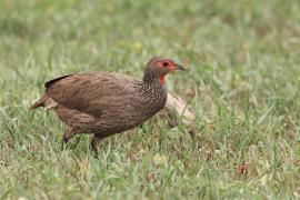 Szponiastonóg brunatny - Pternistis swainsonii - Swainson's Francolin