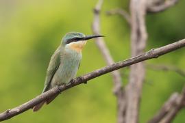 Żołna modrolica - Merops persicus - Blue-cheeked Bee-eater