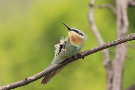 Żołna modrolica - Merops persicus - Blue-cheeked Bee-eater