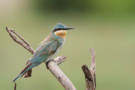 Żołna modrolica - Merops persicus - Blue-cheeked Bee-eater