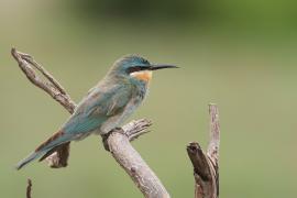 Żołna modrolica - Merops persicus - Blue-cheeked Bee-eater