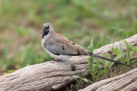 Turkaweczka czarnogardła - Oena capensis - Namaqua Dove