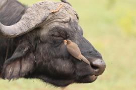 Bąkojad żółtodzioby - Buphagus africanus - Yellow-billed Oxpecker