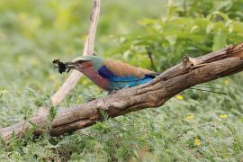 Kraska liliowopierśna - Coracias caudatus - Lilac-breasted Roller