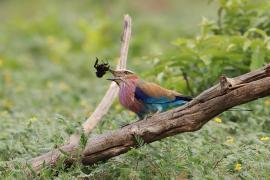 Kraska liliowopierśna - Coracias caudatus - Lilac-breasted Roller
