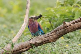 Kraska liliowopierśna - Coracias caudatus - Lilac-breasted Roller
