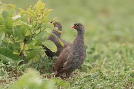 Szponiastonóg krasnodzioby - Pternistis adspersus - Red-billed Francolin