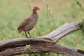 Szponiastonóg brunatny - Pternistis swainsonii - Swainson's Francolin