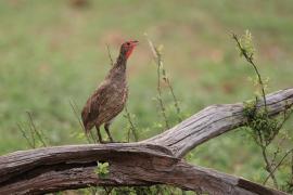 Szponiastonóg brunatny - Pternistis swainsonii - Swainson's Francolin