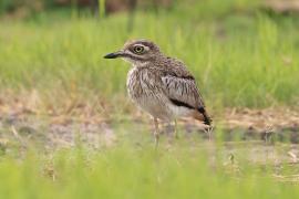 Kulon nadwodny - Burhinus vermiculatus - Water Thick-knee