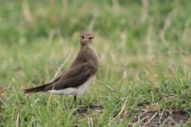 Żwirowiec stepowy - Glareola nordmanni - Black-winged pratincole