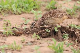 Frankolin czubaty - Dendroperdix sephaena - Crested Francolin