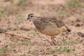 Frankolin czubaty - Dendroperdix sephaena - Crested Francolin
