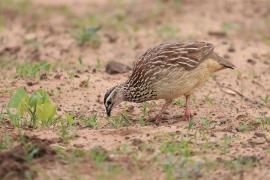 Frankolin czubaty - Dendroperdix sephaena - Crested Francolin