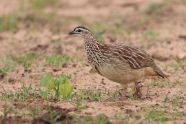 Frankolin czubaty - Dendroperdix sephaena - Crested Francolin