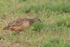 Frankolin czubaty - Dendroperdix sephaena - Crested Francolin