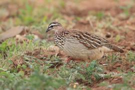 Frankolin czubaty - Dendroperdix sephaena - Crested Francolin