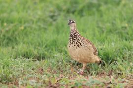 Frankolin czubaty - Dendroperdix sephaena - Crested Francolin