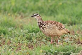 Frankolin czubaty - Dendroperdix sephaena - Crested Francolin
