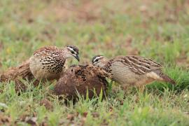 Frankolin czubaty - Dendroperdix sephaena - Crested Francolin