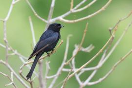 Dziwogon żałobny - Dicrurus adsimilis - Fork-tailed Drongo