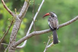Toko buszmeński - Tockus rufirostris - Southern red-billed hornbill