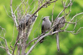 Hałaśnik szary - Grey Go-away-bird