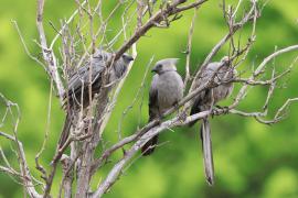 Hałaśnik szary - Corythaixoides concolor - Grey Go-away-bird