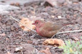 Amarantka czerwonodzioba - Lagonosticta senegala - Red-billed Firefinch