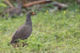 Szponiastonóg krasnodzioby - Pternistis adspersus - Red-billed Francolin