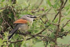 Czagra brązowołbista - Tchagra australis - Brown-crowned Tchagra