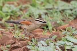 Czagra brązowołbista - Tchagra australis - Brown-crowned Tchagra