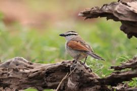 Czagra brązowołbista - Tchagra australis - Brown-crowned Tchagra